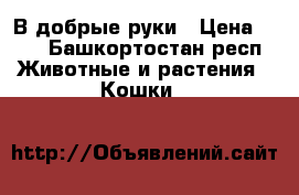 В добрые руки › Цена ­ 20 - Башкортостан респ. Животные и растения » Кошки   